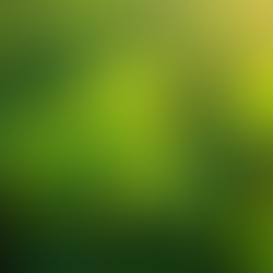 Unraveling the History and Lore of St Patrick's Day and Its Pagan Roots