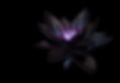 the black lotus_edited.jpg