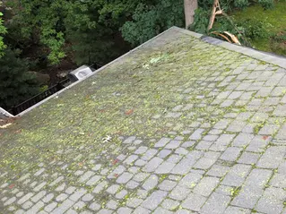 Green algae and moss patches covering a shaded section of an asphalt shingle roof