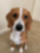 Pheobe