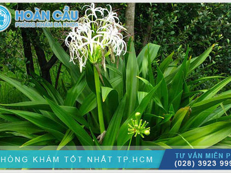 Cây Đại Tướng Quân: Bài thuốc dân gian