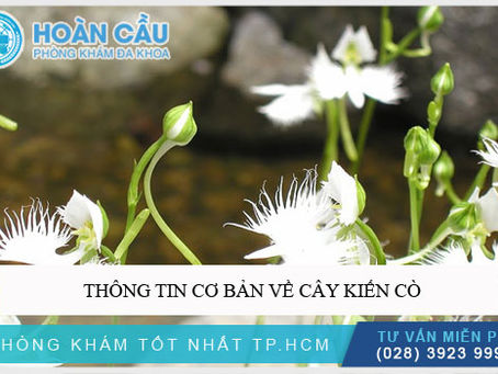 Bài thuốc dân gian từ cây kiến cò