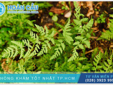 Cây đuôi chồn: bài thuốc chữa bệnh dân gian