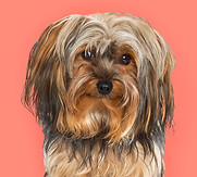 Yorkshire Terrier Portrait