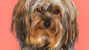 Action For Earth Christmas Advent Day 10: Dogs