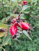 20250906_171725 (1)_edited.jpg