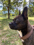 IMG_8819.JPEG