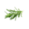 Romarin