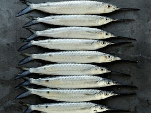 Big Fish, Little Fish: Blue Fish Is Trending in 2015