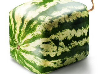 Some Melons to Brag About