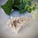 Thumbnail: Pink Lemurian Cluster - RARE
