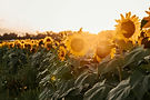 Veld met zonnebloemen