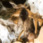 detalle de chicharra