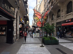 mariposas de calle florida