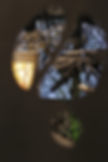 Exuvia