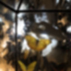 detalle de cúpulas