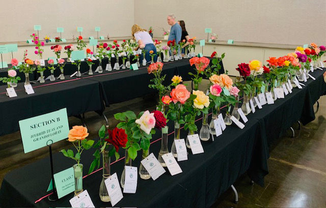 72nd Annual Rose Show