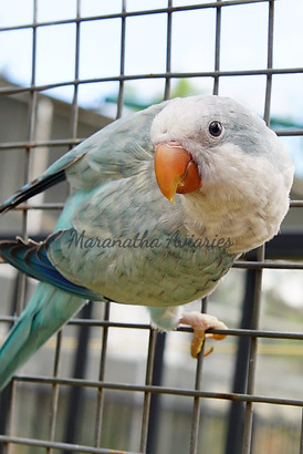 Blue Opaline.jpg