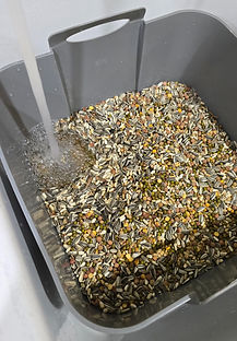 Sprouting | Maranatha Aviaries