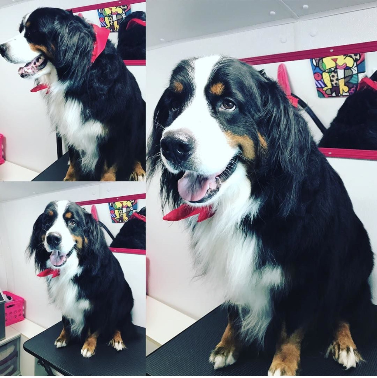 Pimp my Dog Mobile Pet Grooming Services