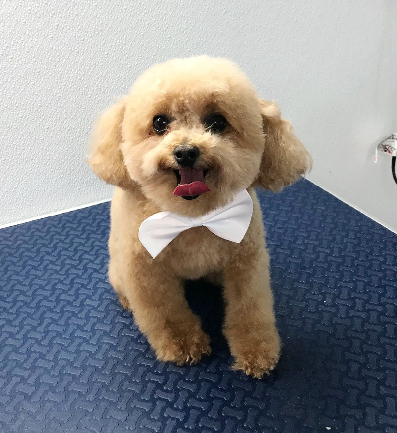 Mobile Pet Dog Grooming North Miami Pimp My Dog