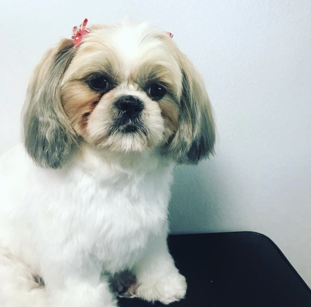 Pimp my Dog Mobile Pet Grooming Services