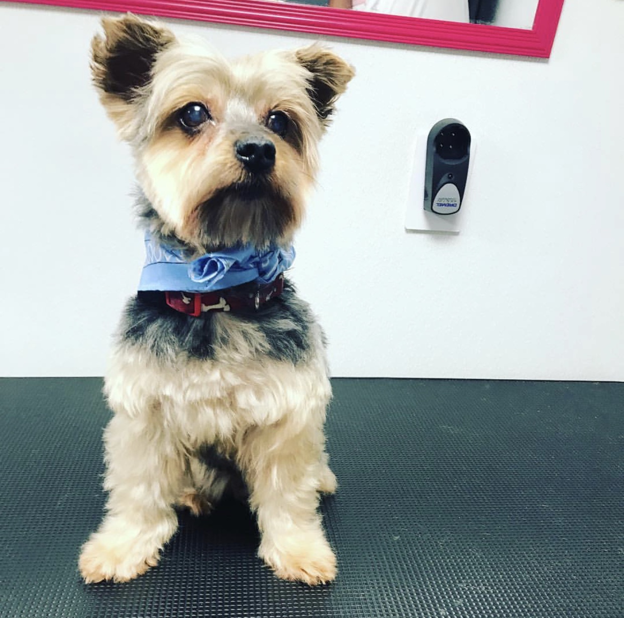 Pimp my Dog Mobile Pet Grooming Services