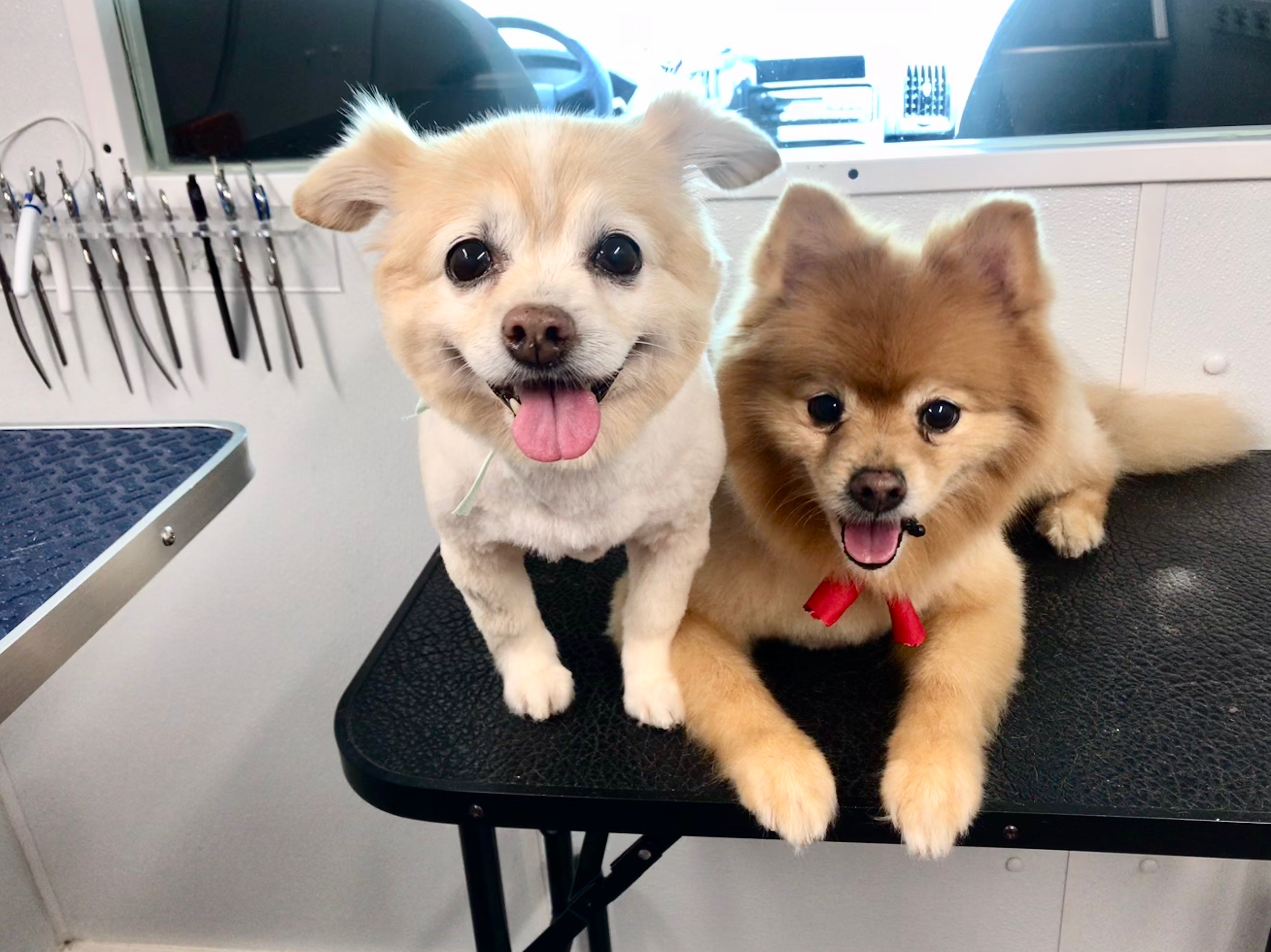 Pimp my Dog Mobile Pet Grooming Services