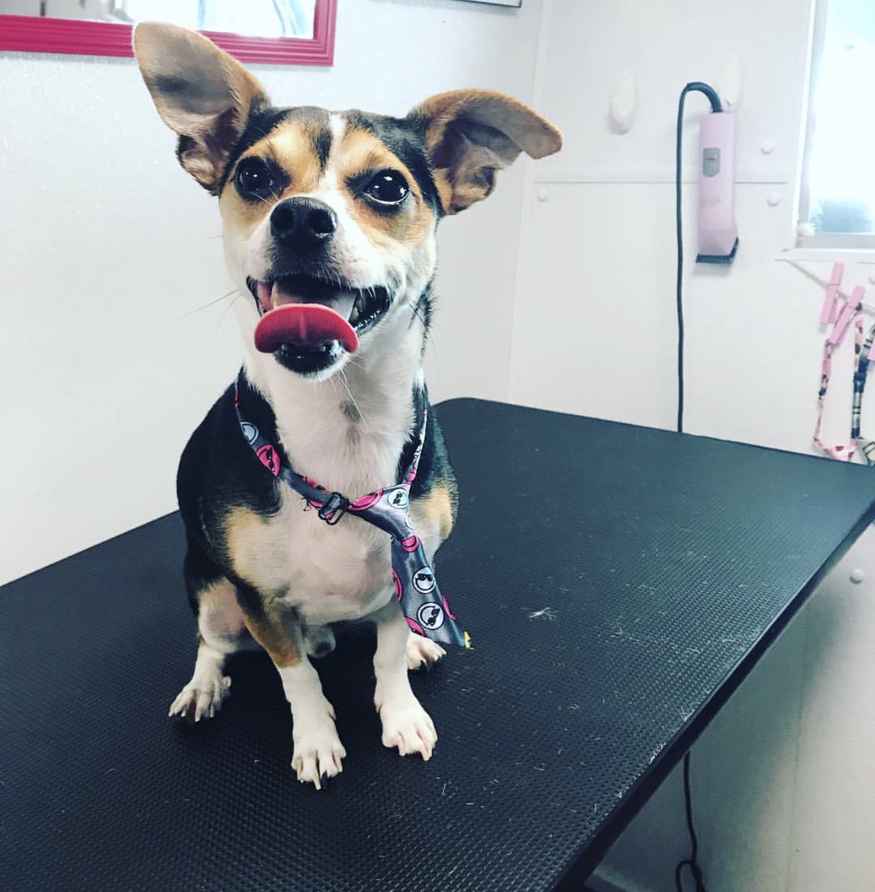 Pimp my Dog Mobile Pet Grooming Services