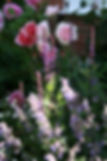 Front Garden Salvia .JPG