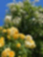 Kate Chamberlain Garden Design