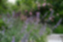 Garden Design Dulwich