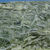 Thumbnail: Camellia Green