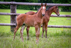 Pension elevage calvados