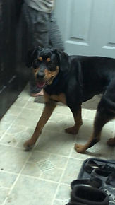 Dozer