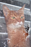 Abyssinian Cat Looking Out A Window.jpg