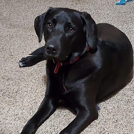 Pet Stain Removal Services in Coeur D'Alene ID