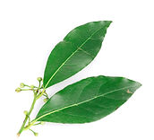Cirtrus Leaves