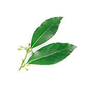 Hojas Cirtrus