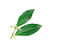 Cirtrus Leaves