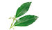 Cirtrus Leaves