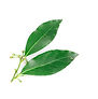 Cirtrus Leaves