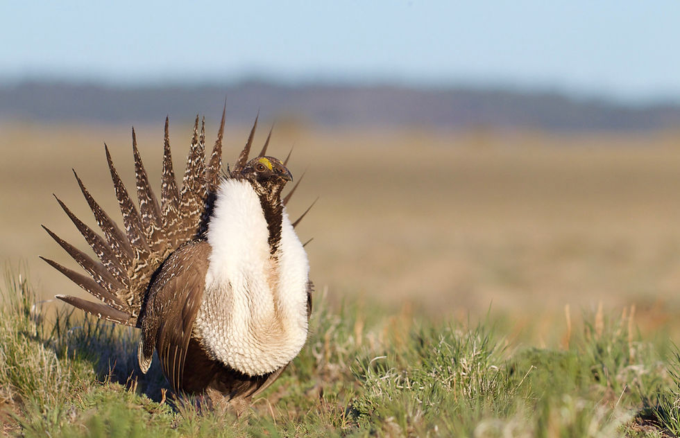 Sage Grouse sitting in the foreground of a large field