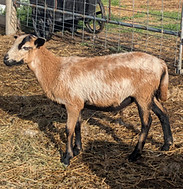 Syd ewe.jpg