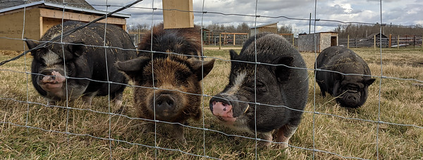 Line up of piggies