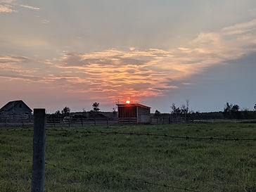 sunset over the horse shelter