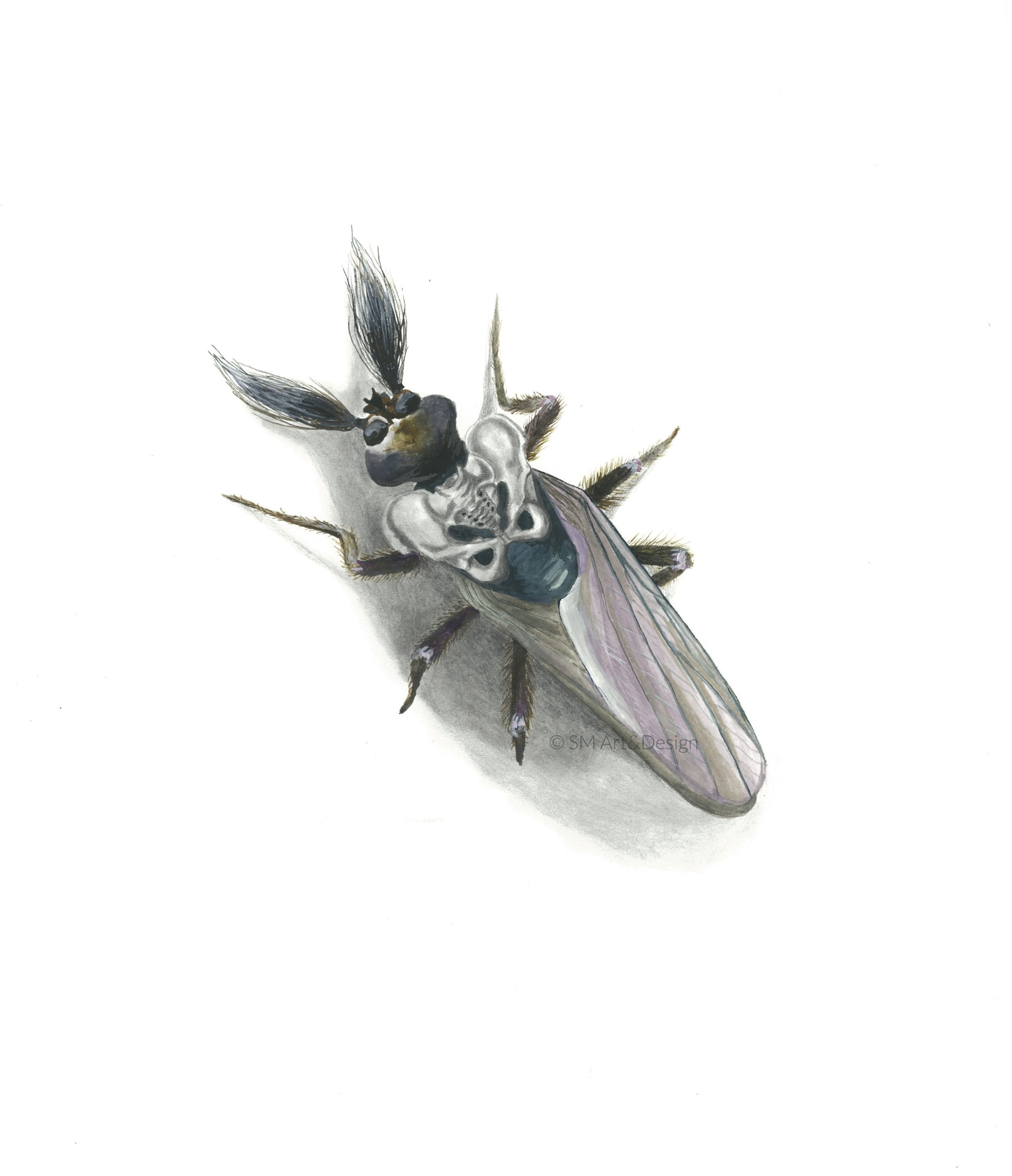 Chocolate Midge, Ceratopogonidae (original)