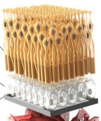 Classificação dos Receptores Sensoriais