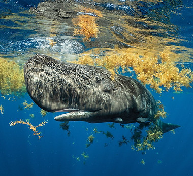 sperm-whale-sargassum-low-res.jpeg