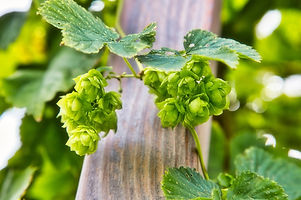 Hops.jpg